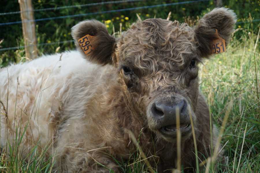 Kakou, le taureau Galoway